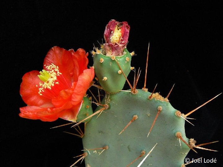 Opuntia bergeriana P1270890